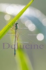 delucine-0188