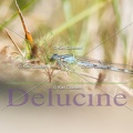 delucine-0118