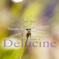 delucine-0288