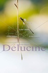 delucine-6153