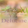 delucine-0639