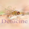 delucine-0662