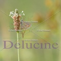 delucine-3392