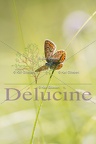 delucine-4923
