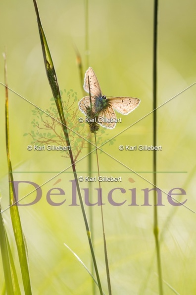 delucine-4954