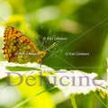 delucine-4552