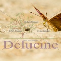 delucine-1090
