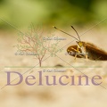 delucine-1098