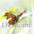 delucine-6743