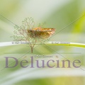 delucine-9163