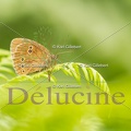 delucine-9637