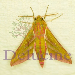 Deilephila elpenor - Grand sphinx de la Vigne