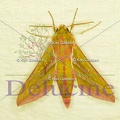 delucine-0886