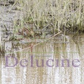 delucine-4627