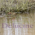delucine-4658