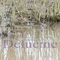 delucine-4886