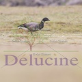 delucine-5972