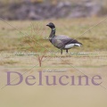 delucine-5984