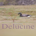 delucine-6022