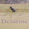 delucine-6031