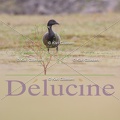 delucine-6037