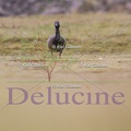 delucine-6051