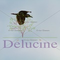 delucine-2424
