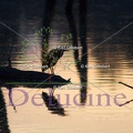 delucine-0507