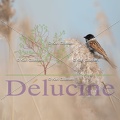 delucine-5980