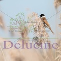 delucine-5982