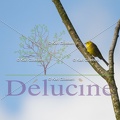 delucine-4431