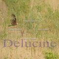 delucine-6782