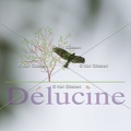 delucine-4433