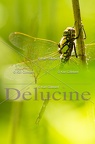 delucine-IMG 6199