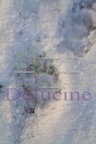 delucine-IMG 4190