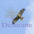 delucine-IMG 9200
