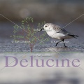 delucine-IMG 3789