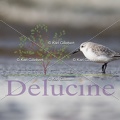 delucine-IMG 3790
