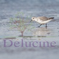 delucine-IMG 3995