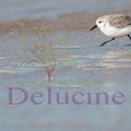 delucine-IMG 4184