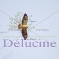 delucine-IMG 5308