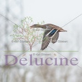 delucine-IMG 3260