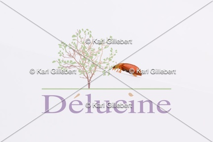 delucine-IMG 4312