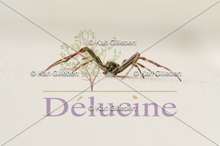 delucine-IMG 6156