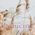 delucine-IMG 3599