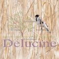 delucine-IMG 3508