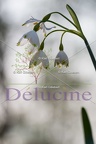 delucine-IMG 4999