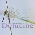 delucine-IMG 7921