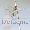 delucine-IMG 7928