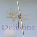 delucine-IMG 7933